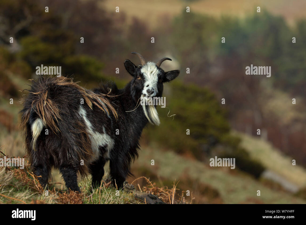 Feral (Capra aegagrus hircus) femmina, Scozia, Aprile. Foto Stock