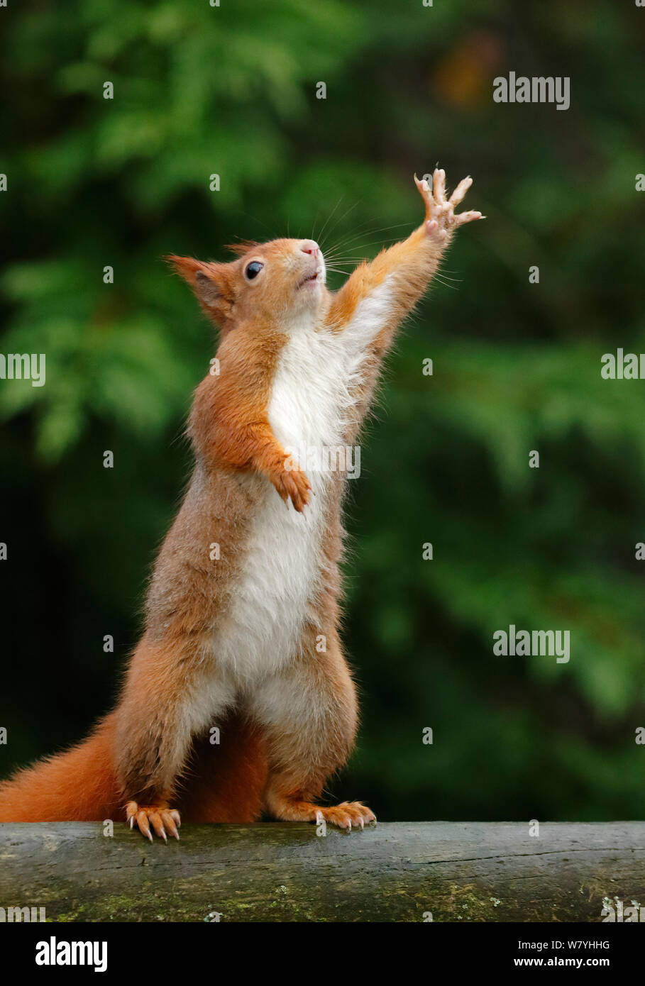 Red scoiattolo (Sciurus vulgaris) raggiungendo verso l'alto, UK. Marzo, Captive. Foto Stock
