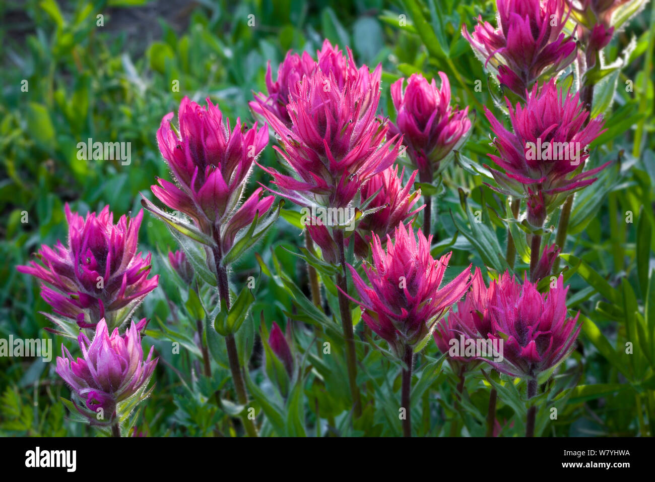 Pennello fiori (Castilleja) in Bloom, Canyon Creek prati al di sotto di tre dita, Jack Mount Jefferson deserto. Oregon. Foto Stock