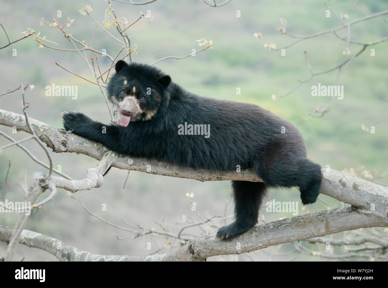 Spectacled Bear (Tremarctos ornatus) femmina nella struttura ad albero, Chaparri Riserva, Lambayeque Provincia, Perù Foto Stock