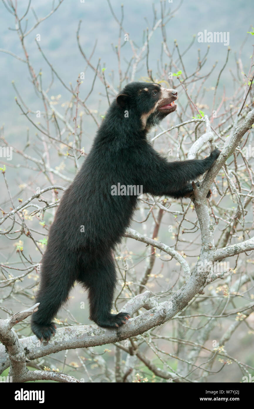 Spectacled Bear (Tremarctos ornatus) femmina rampicante, Chaparri Riserva, Lambayeque Provincia, Perù Foto Stock