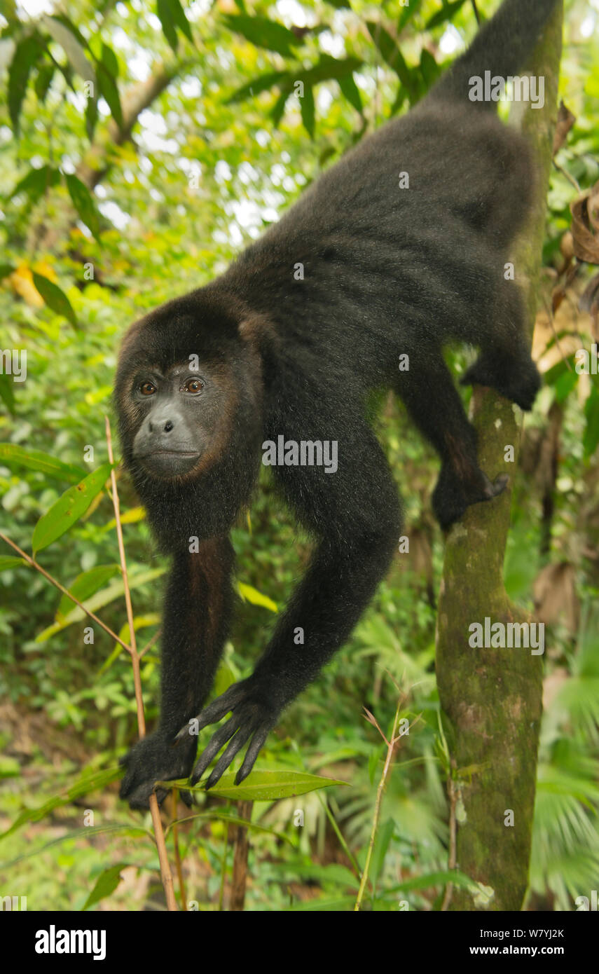 Nero guatemalteco scimmia urlatrice (Alouatta pigra) Comunità Babuino Santuario, Belize, America centrale. Specie in via di estinzione. Foto Stock