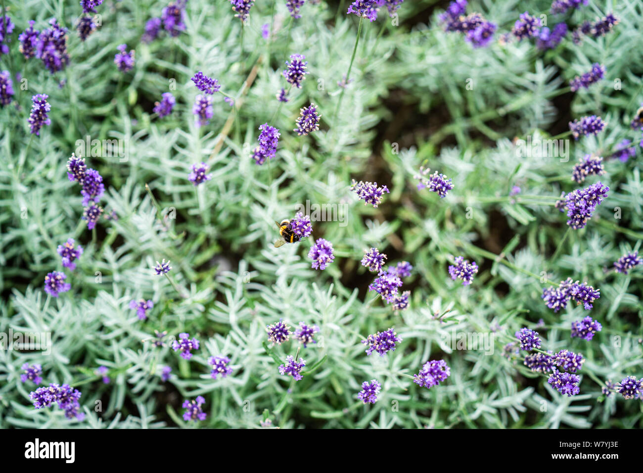 Api su fiori di lavanda. Messa a fuoco selezionata. Le api più attratti alla lavanda. Foto Stock