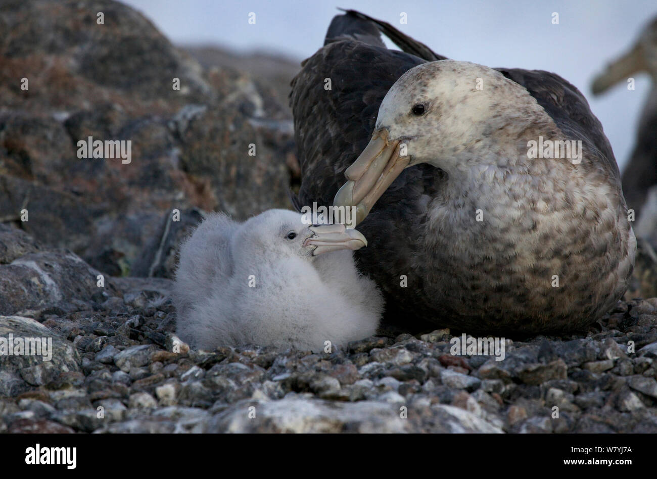 Il gigante del sud petrel (Macronectes giganteus) con pulcino a Colonia, Adelie Land, Antartide Foto Stock