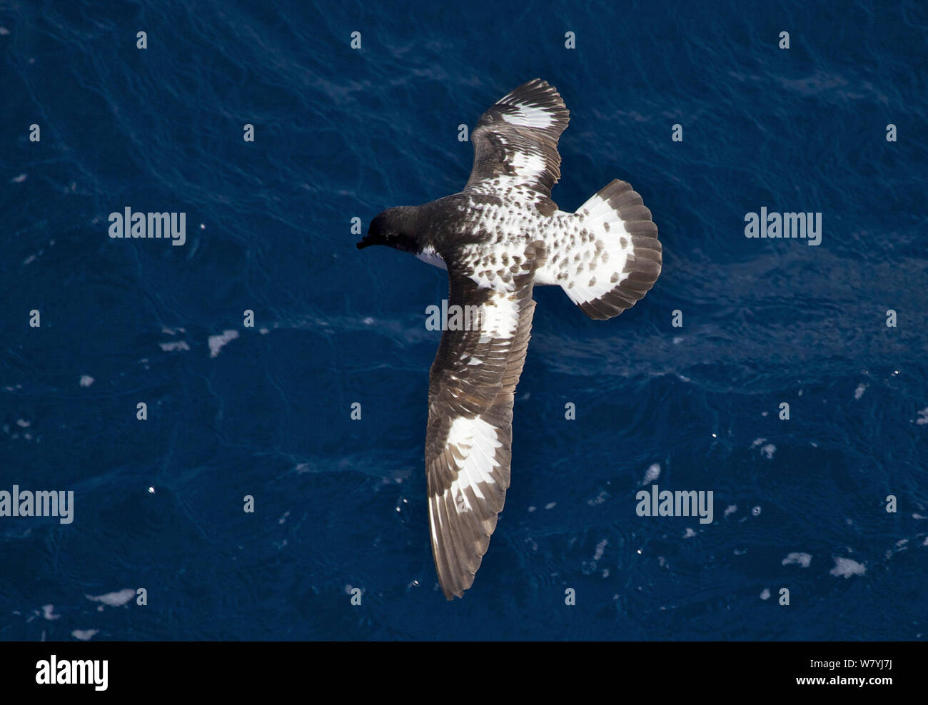 Cape Petrel (Daption capense) in volo, Antartide Foto Stock
