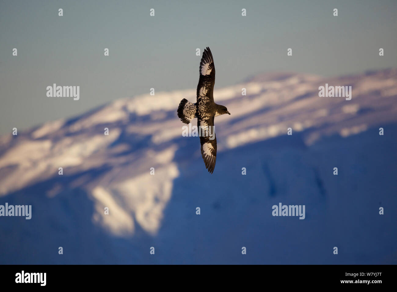 Cape Petrel (Daption capense) in volo, Antarcitca. Foto Stock