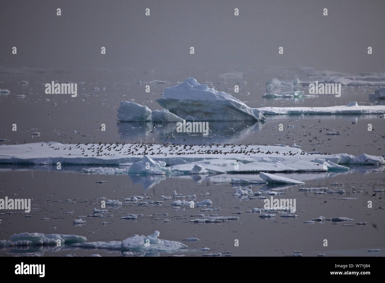 Antartico Petrel gregge (Thalassoica Antartide) lo sbarco su iceberg, Antartide Foto Stock