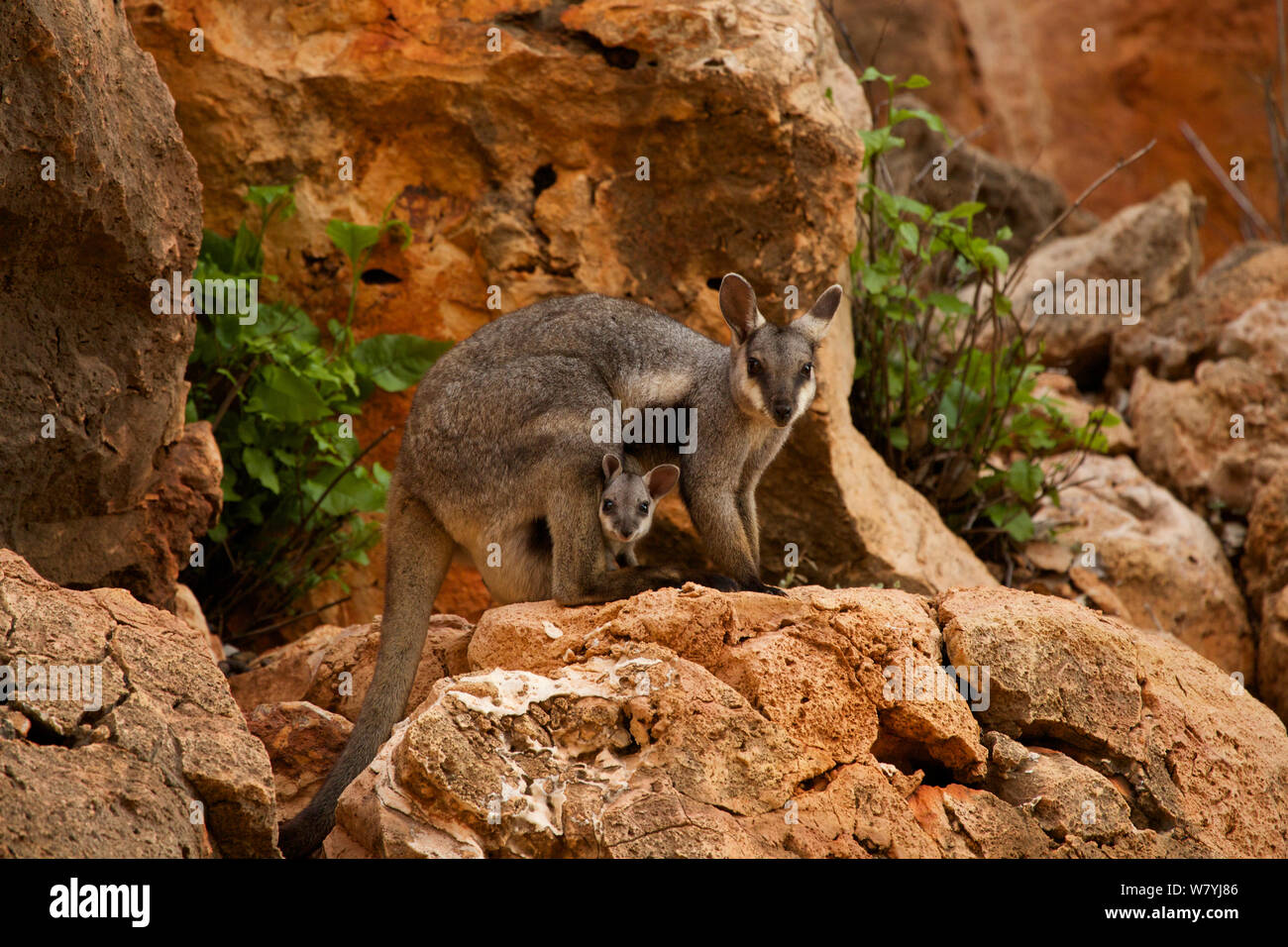 Nero-footed rock wallaby (Petrogale lateralis) con i giovani nella sacca, Cape range National Park, Exmouth, Australia occidentale Foto Stock