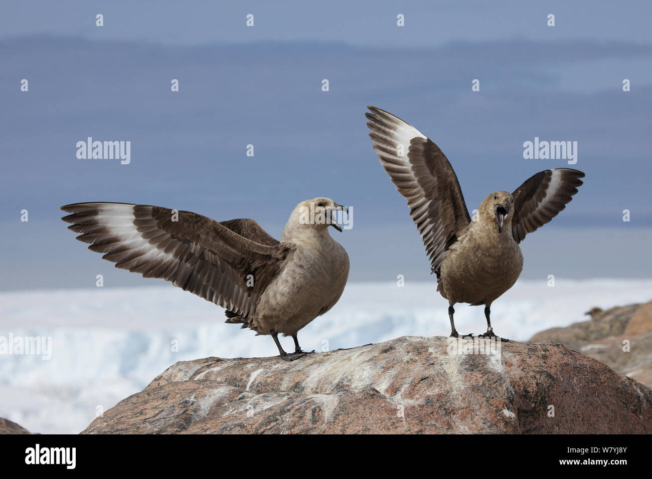 Skua antartico (Stercorarius antarcticus) coppia, Adelie Land, Antartide Foto Stock