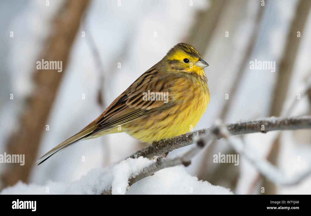 Zigolo giallo (Emberiza citrinella) sul ramo innevato, Multia, Keski-Finland, gennaio. / Finlandia centrale, Finlandia, gennaio. Foto Stock