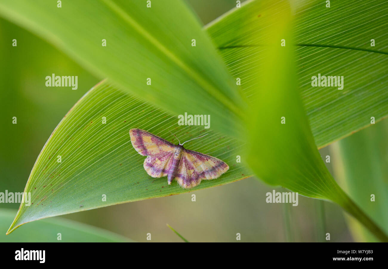 Viola-delimitata falena oro (Idaea muricata) Lemland, Ahvenanmaa / Isole Aland, Finlandia, Luglio. Foto Stock