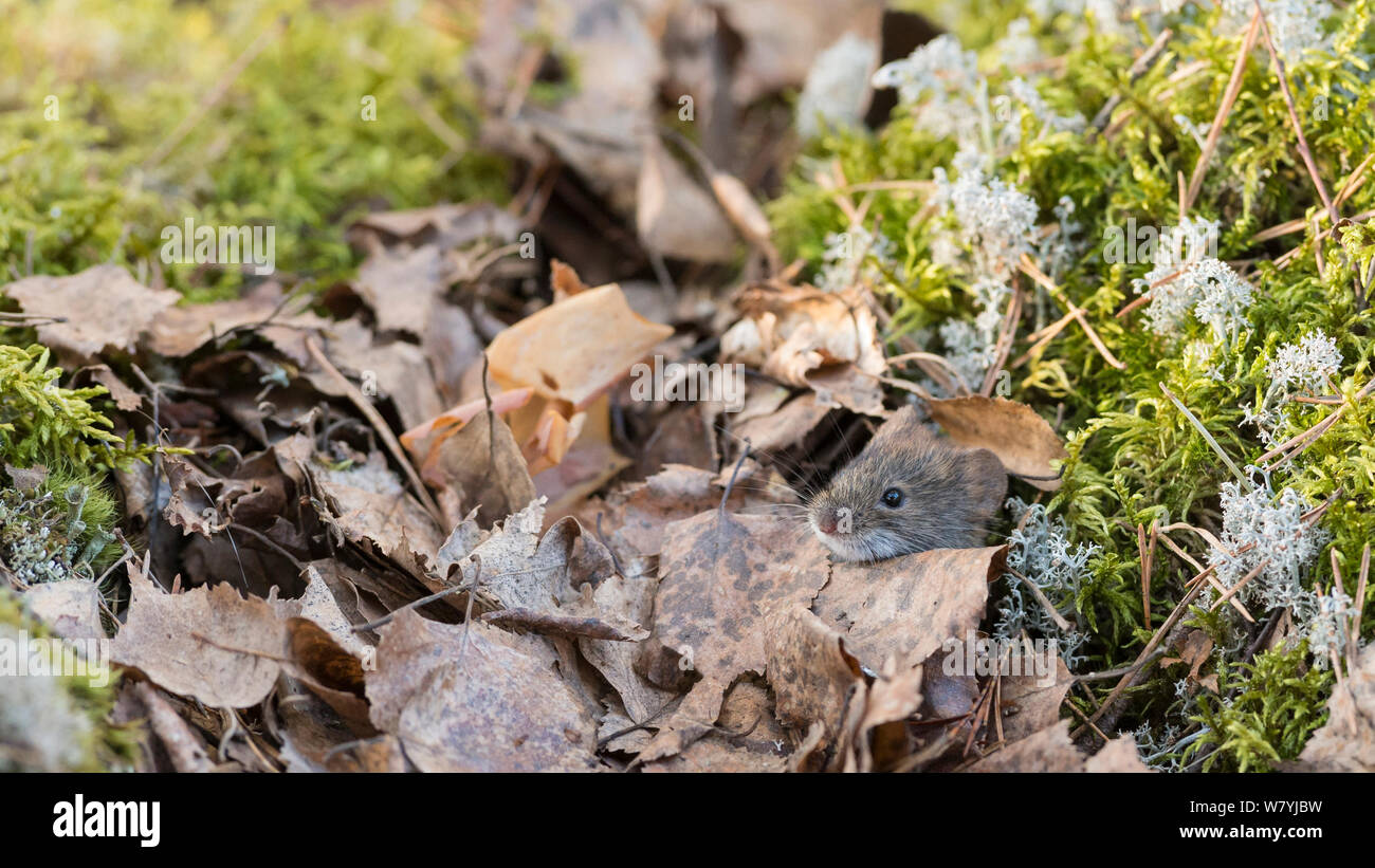 Bank vole (Myodes glareolus) Joutsa, Keski-Finland, Marzo. / Finlandia centrale, Finlandia, Marzo. Foto Stock