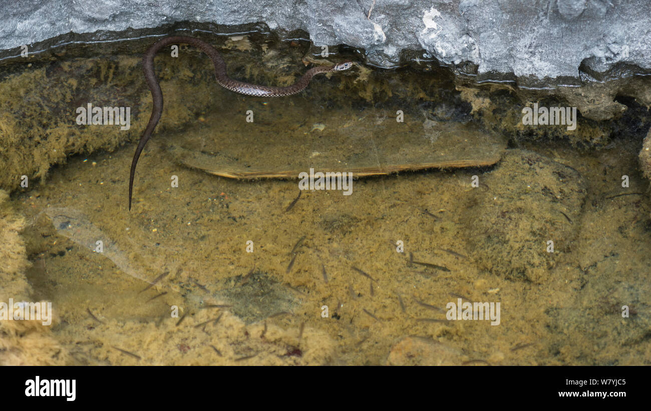 Biscia dal collare (Natrix natrix) nuoto, Uto, Lounais-Finland / Finlandia sudoccidentale, Finlandia, maggio. Foto Stock