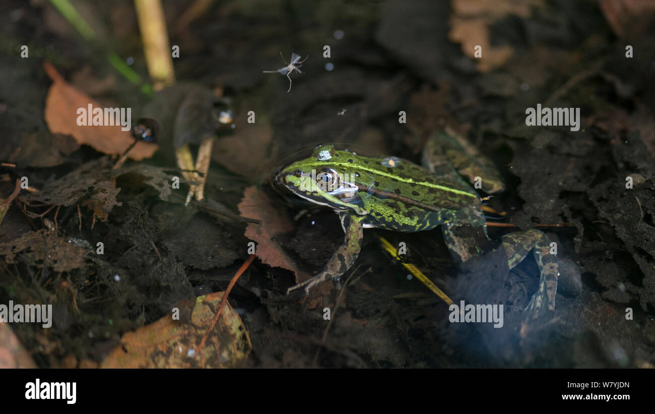 Rana verde (Pelophylax esculentus) nuoto, Turku, Lounais-Finland / Finlandia sudoccidentale, Finlandia, Luglio. Foto Stock