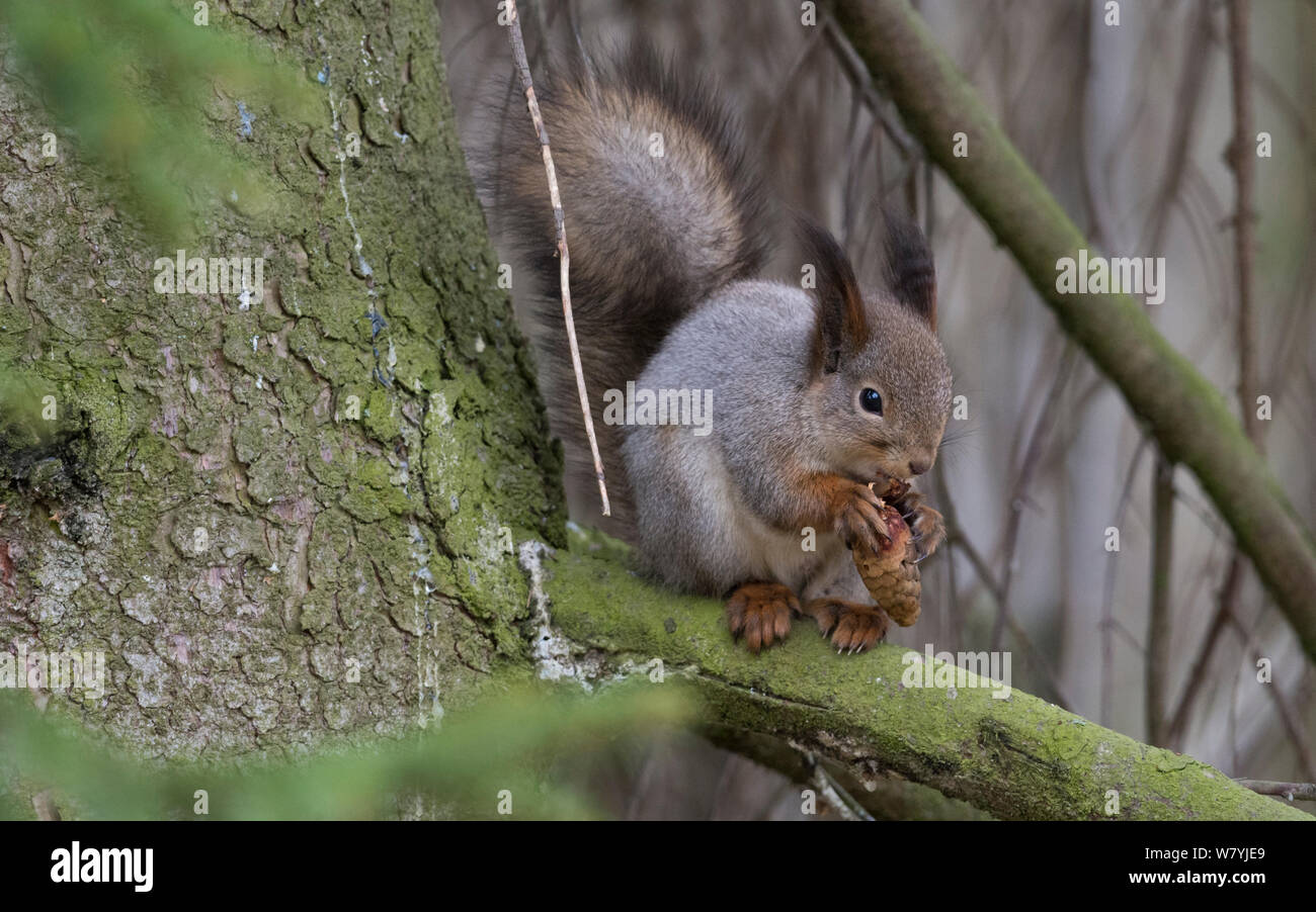Red scoiattolo (Sciurus vulgaris) alimentazione, Jyvaskyla, Keski-Finland, Aprile. / Finlandia centrale, Finlandia, Aprile. Foto Stock