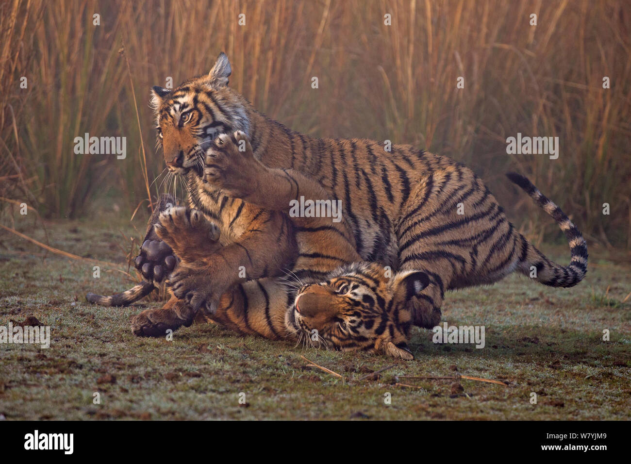 Tigre del Bengala (Panthera tigris tigris) 11 mese cubs giocando, Ranthambhore National Park, India. Foto Stock