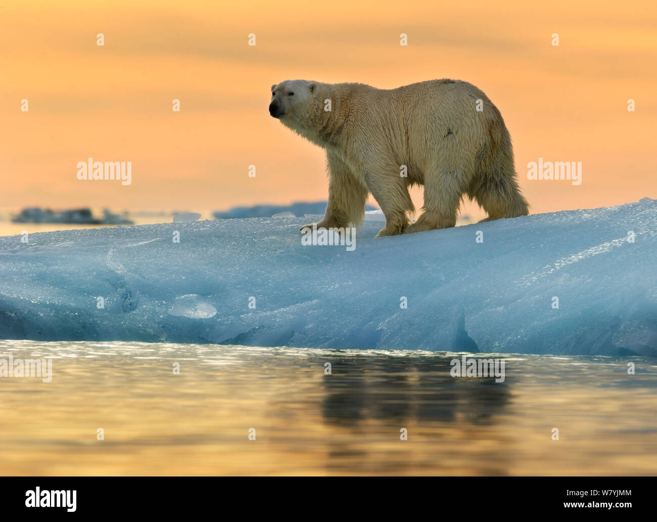 Orso polare (Ursus maritimus) su ghiaccio, Nordaustlandet, Svalbard, Norvegia, Luglio. Foto Stock
