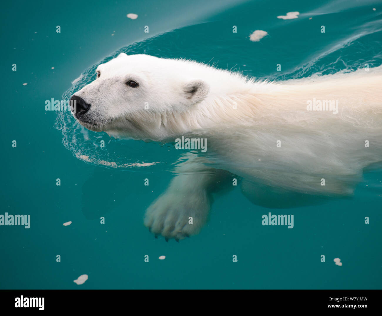 Orso polare (Ursus maritimus) nuoto, Nordaustlandet, Svalbard, Norvegia, Luglio. Foto Stock