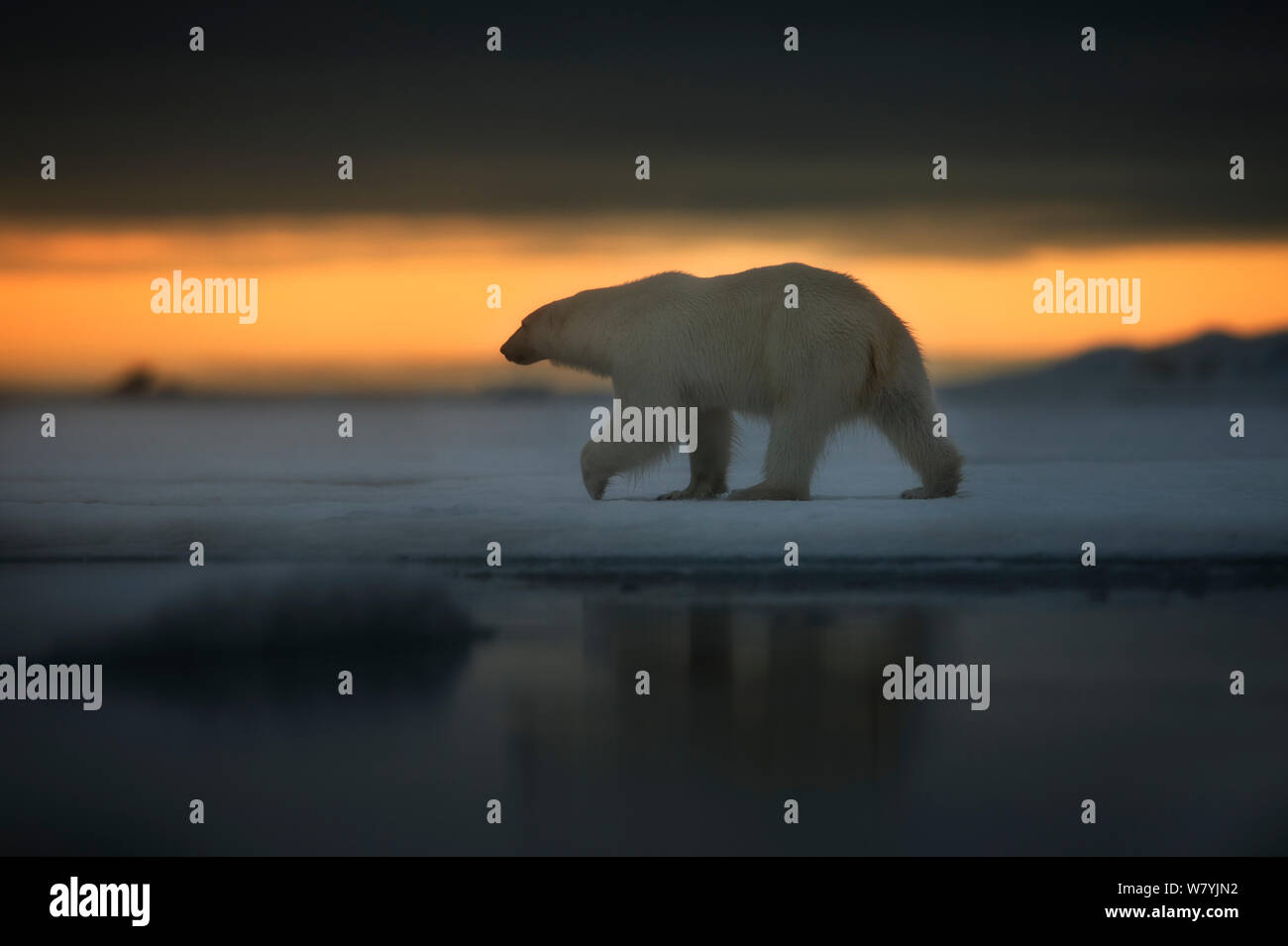 Orso polare (Ursus maritimus) Passeggiate sul ghiaccio, Svalbard, Norvegia, Luglio. Foto Stock
