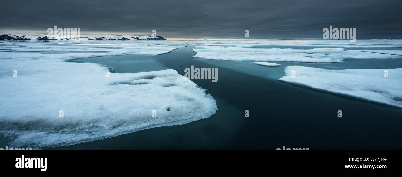 Orso polare (Ursus maritimus) su ghiaccio, Svalbard, Norvegia, Luglio. Foto Stock