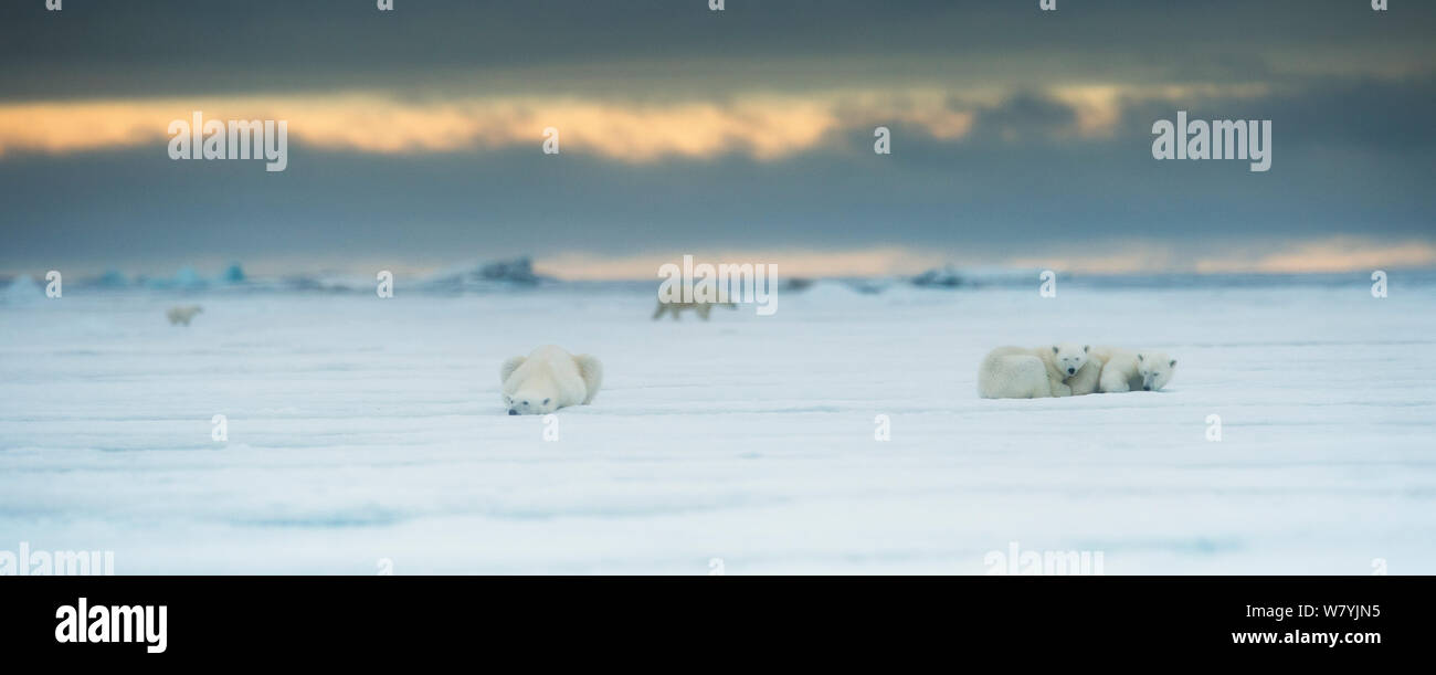 Gli orsi polari (Ursus maritimus) sulla neve, Svalbard, Norvegia, Luglio. Foto Stock