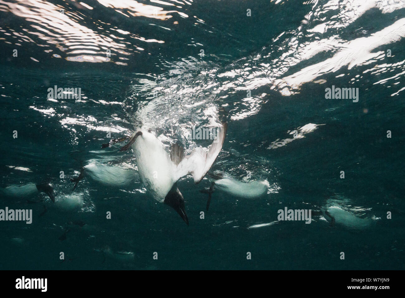 Brunnich's guillemot (Uria lomvia) immersioni subacquee, Svalbard, Norvegia, Luglio. Foto Stock