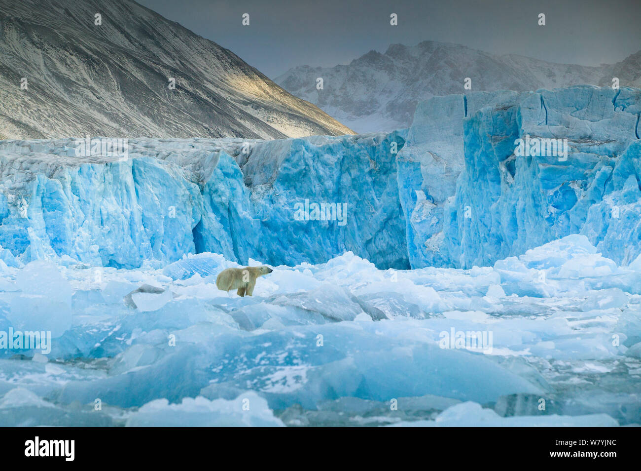 Orso polare (Ursus maritimus) nella parte anteriore del ghiacciaio di Monaco, Spitsbergen, Svalbard, Norvegia, settembre. Foto Stock