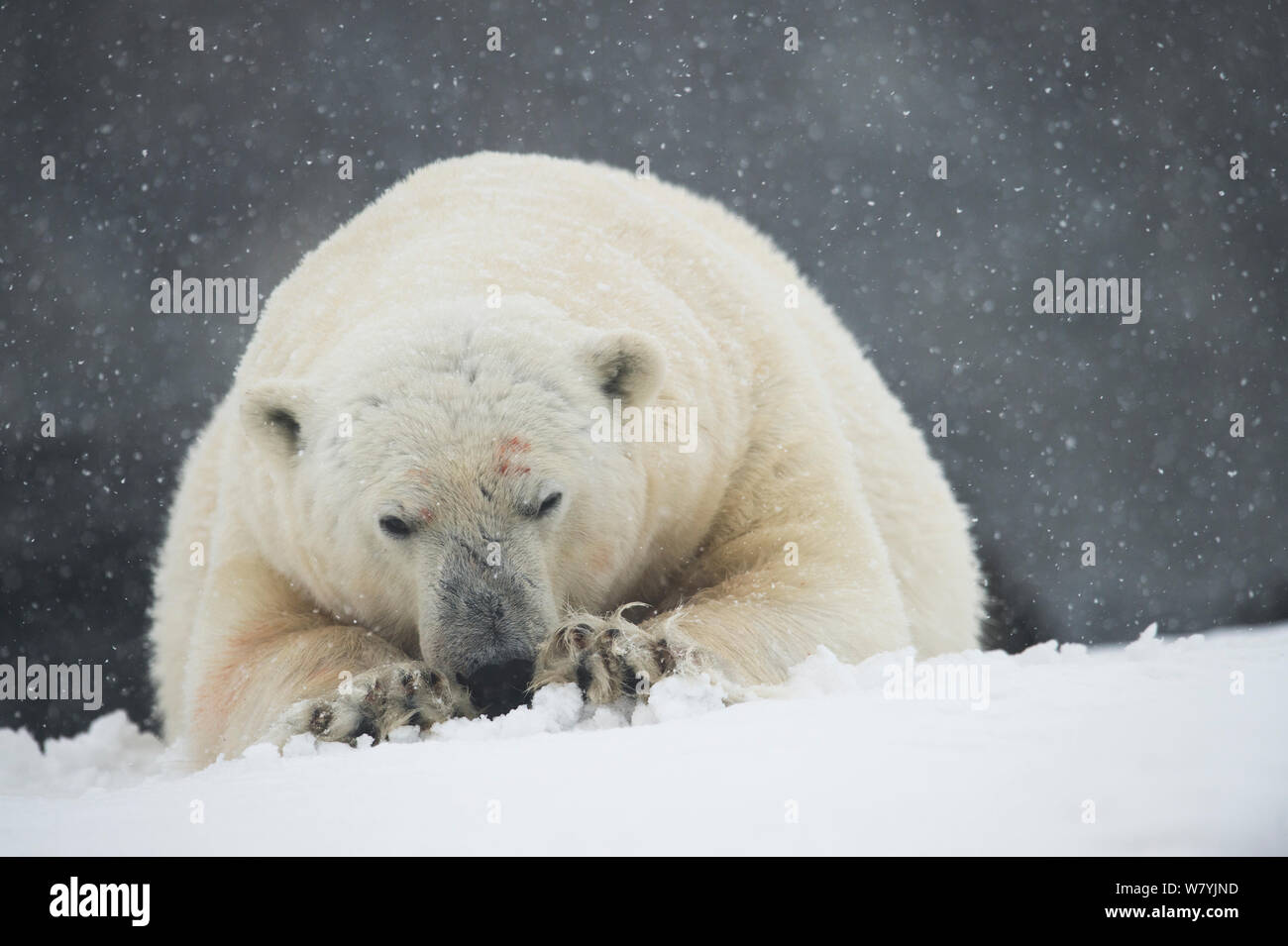 Orso polare (Ursus maritimus) nella neve, Spitsbergen, Svalbard, Norvegia, Agosto. Foto Stock