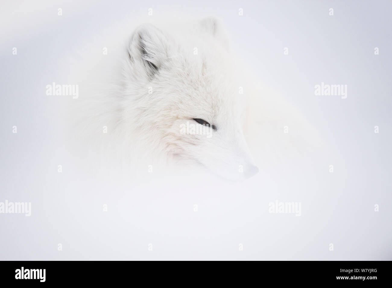 Arctic Fox (Alopex lagopus) nella neve con il cappotto invernale, Spitsbergen, Svalbard, Norvegia, Aprile. Foto Stock