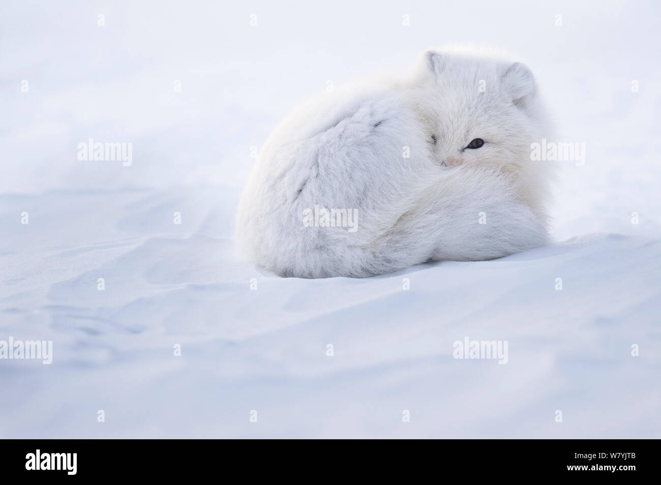 Arctic Fox (Alopex lagopus) avvolto a ricciolo in cappotto, Spitsbergen, Svalbard, Norvegia, Aprile. Foto Stock