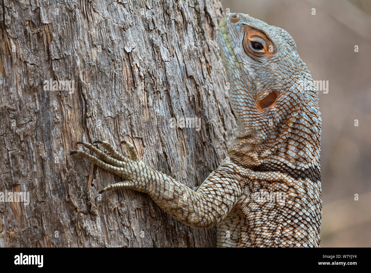 Madagascar iguana immagini e fotografie stock ad alta risoluzione - Alamy