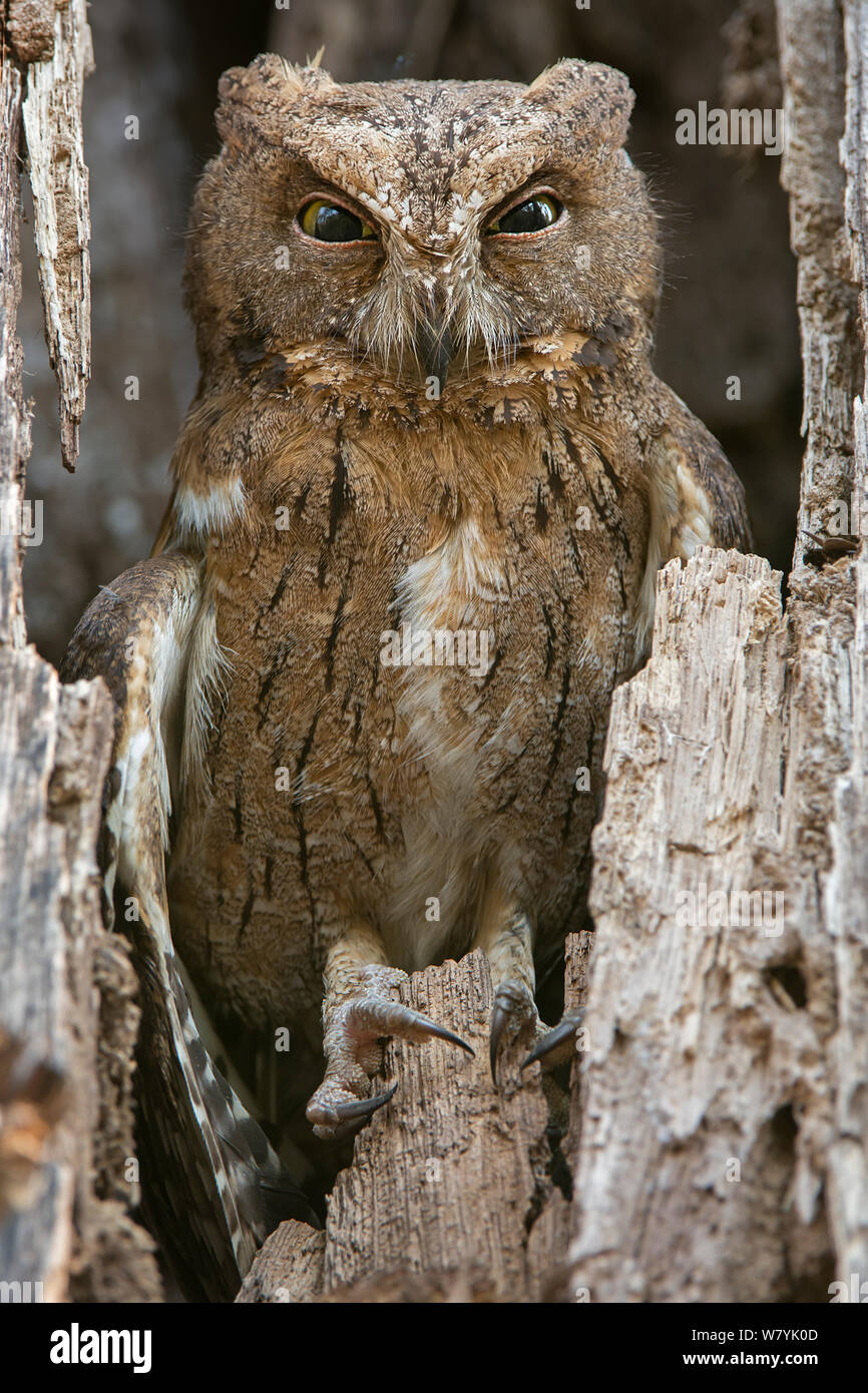 Madagascar assiolo (Otus rutilus) in cavità di alberi, Kirindy Forest, Madagascar. Foto Stock