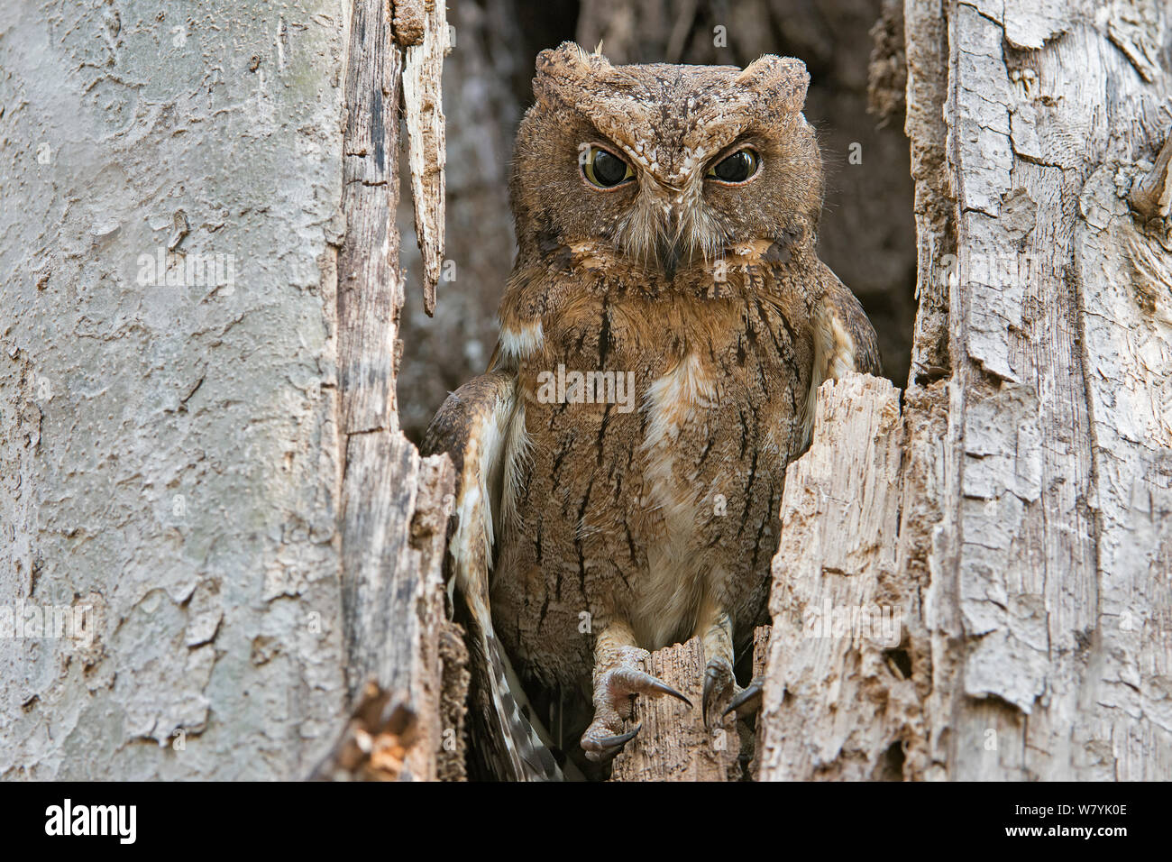 Madagascar assiolo (Otus rutilus) in cavità di alberi, Kirindy Forest, Madagascar. Foto Stock