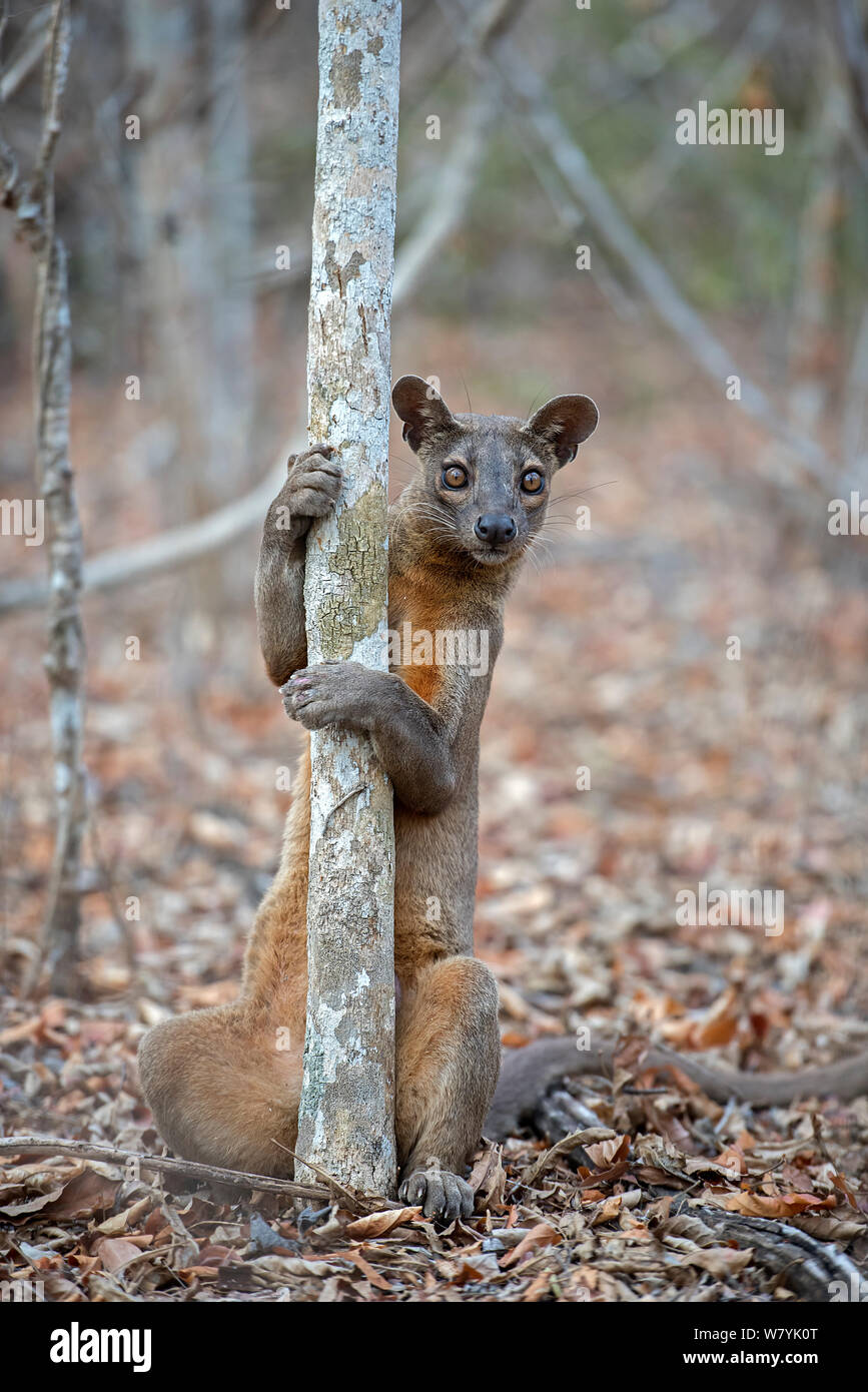 Fosa (Cryptoprocta ferox) maschio territorio di marcatura su un albero di accoppiamento, Kirindy Forest, Madagascar. Foto Stock