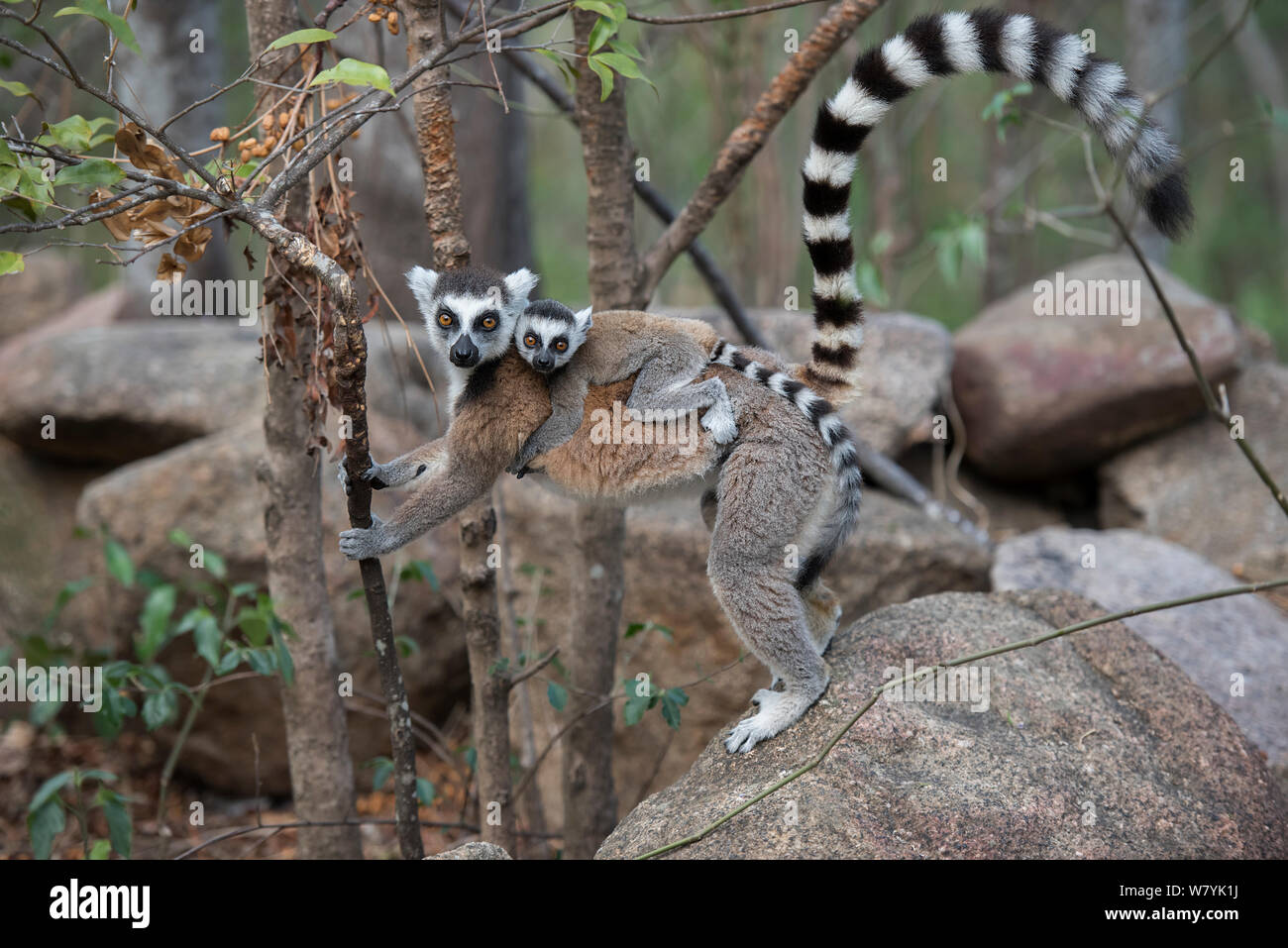 Anello-tailed lemur (Lemur catta) madre bambino portando, Anjaha comunitaria di conservazione Sito, vicino a Ambalavao, Madagascar. Foto Stock