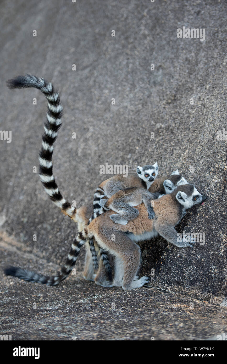Anello-tailed lemur (Lemur catta) madre bambino portando a leccare il minerale, Anjaha comunitaria di conservazione Sito, vicino a Ambalavao, Madagascar. Foto Stock