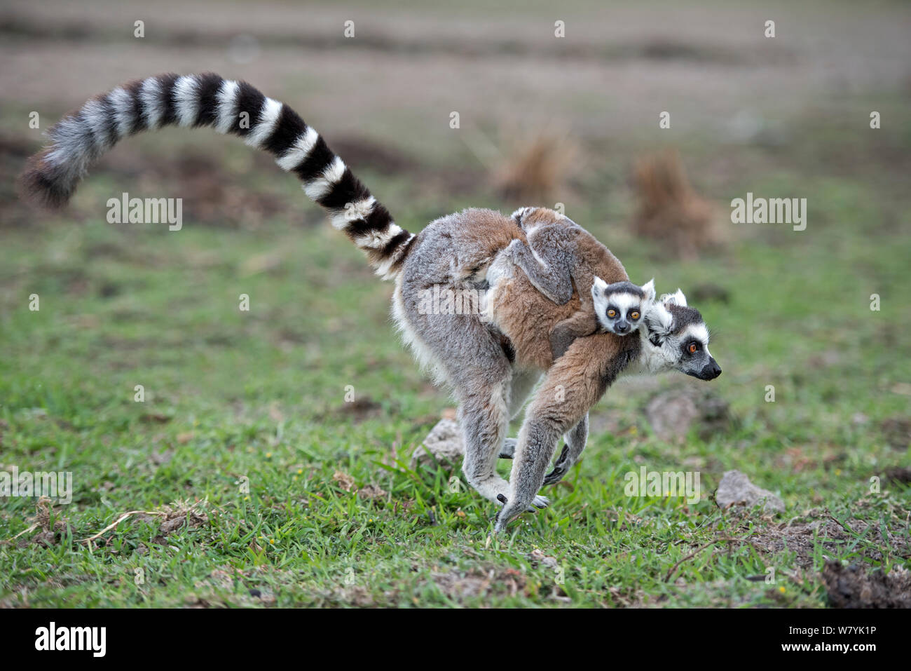 Anello-tailed lemur (Lemur catta) esecuzione di madre e bambino portando, Anjaha comunitaria di conservazione Sito, vicino a Ambalavao, Madagascar. Foto Stock