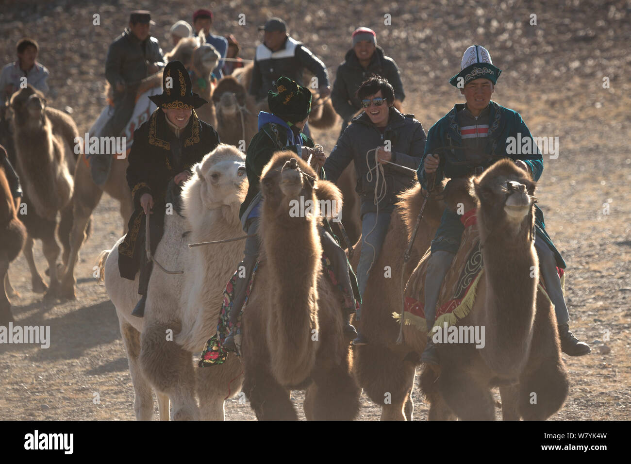 Eagle hunters montato su nazionale Bactrian camel (Camelus bactrianus) Preparativi per la gara, a l'Aquila cacciatori Festival, vicino Sagsai, Bayan-Ulgii Aymag, Mongolia. Settembre 2014.. Foto Stock