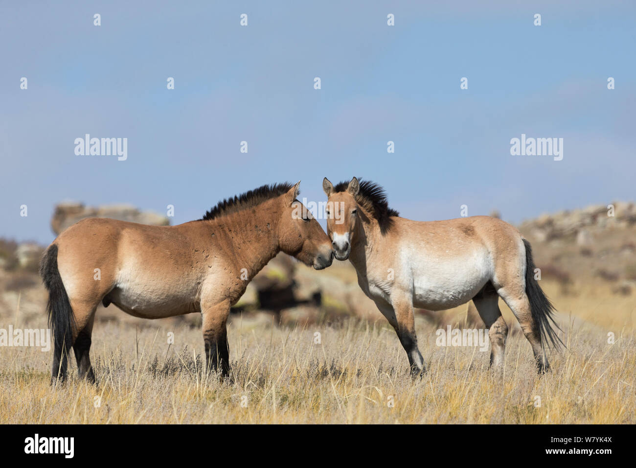 Due wild Przewalski / Takhi Cavallo (Equus ferus przewalskii) allevamento stalloni saluto uno un altro, Hustai National Park, Tuv Provincia, Mongolia. Specie in via di estinzione. Settembre. Foto Stock