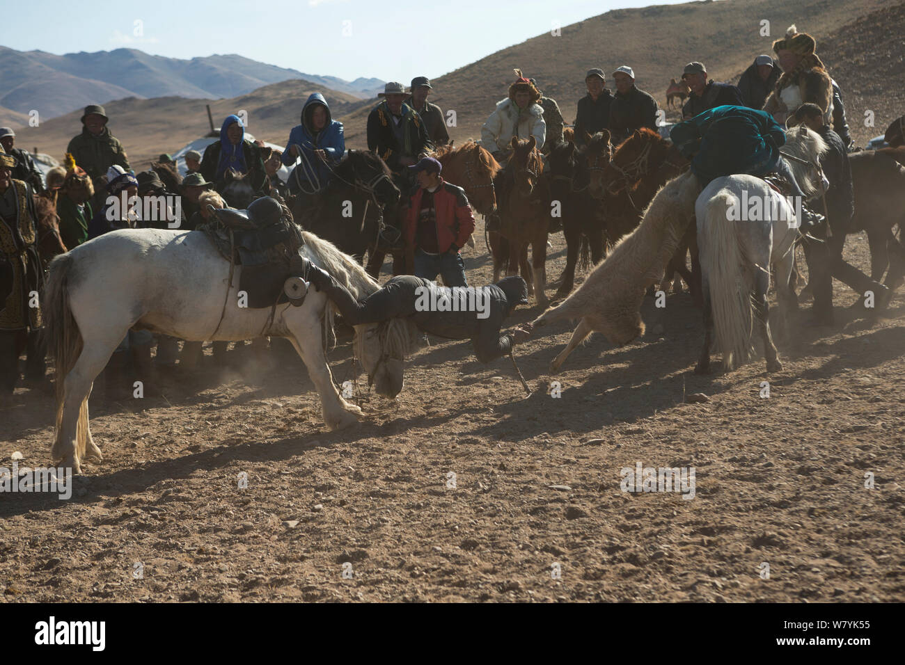 Due cacciatori eagle montati su cavalli mongola in tug of war game over capra morti durante il Buzkashi giochi, a l'Aquila cacciatori Festival, vicino Sagsai, Bayan-Ulgii Aymag, Mongolia. Settembre 2014.. Foto Stock