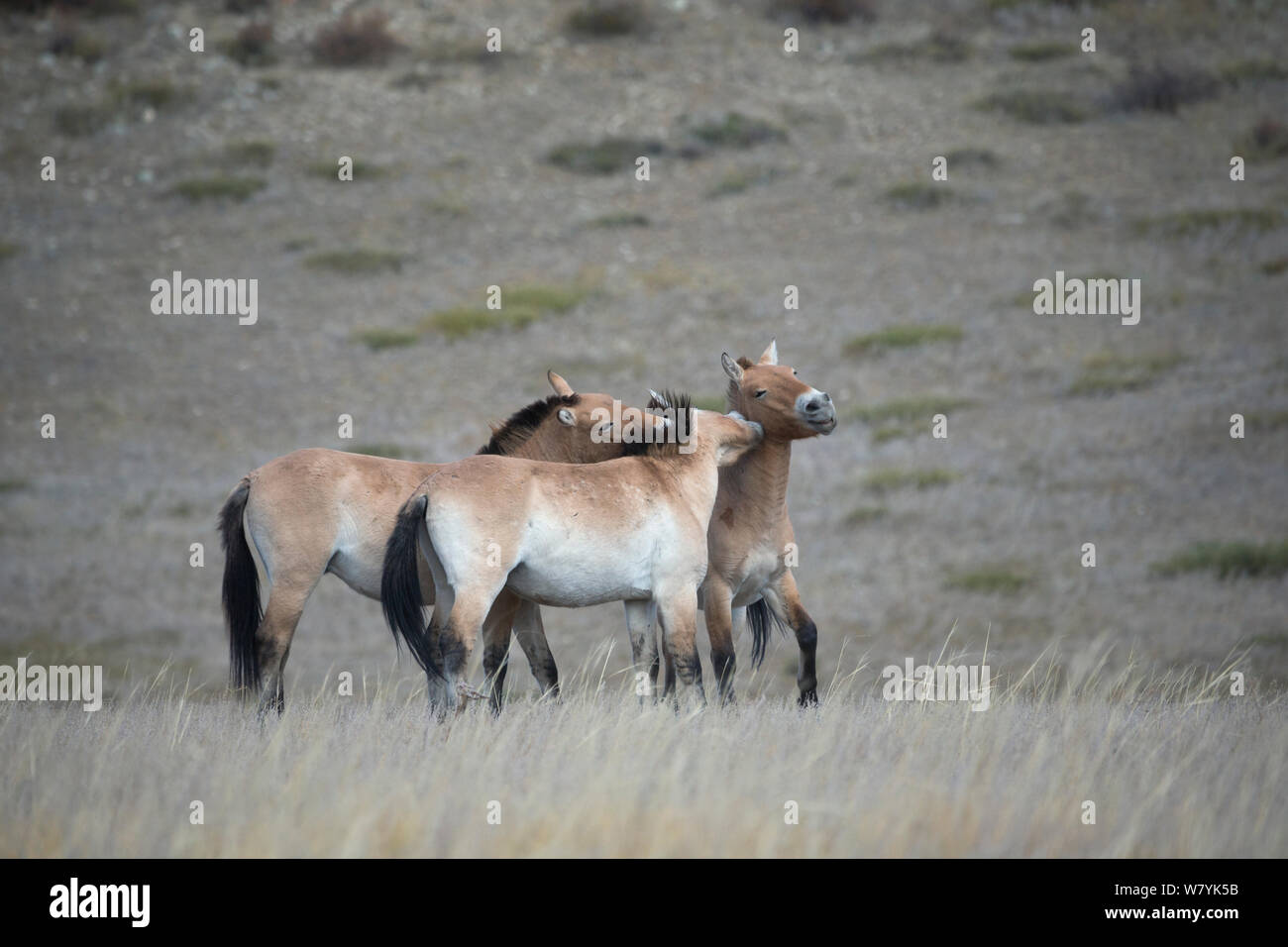 Tre Przewalski selvatici / Takhi Cavallo (Equus ferus przewalskii) bachelor stalloni giocare combattimenti, Hustai National Park, Tuv Provincia, Mongolia. Specie in via di estinzione. Settembre. Foto Stock