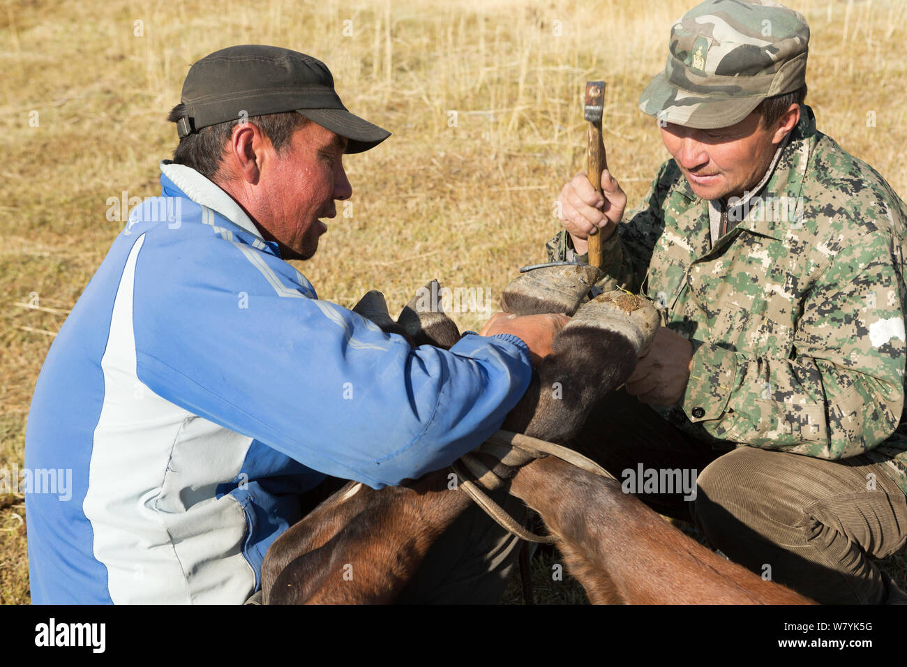 Due allevatori di cavalli ferratura cavallo mongolo, ai piedi del Dungurukh Uul mountain, vicino al confine con la Cina e il Kazakistan, Bayan-Olgiy aymag, Mongolia. Settembre 2014.. Foto Stock