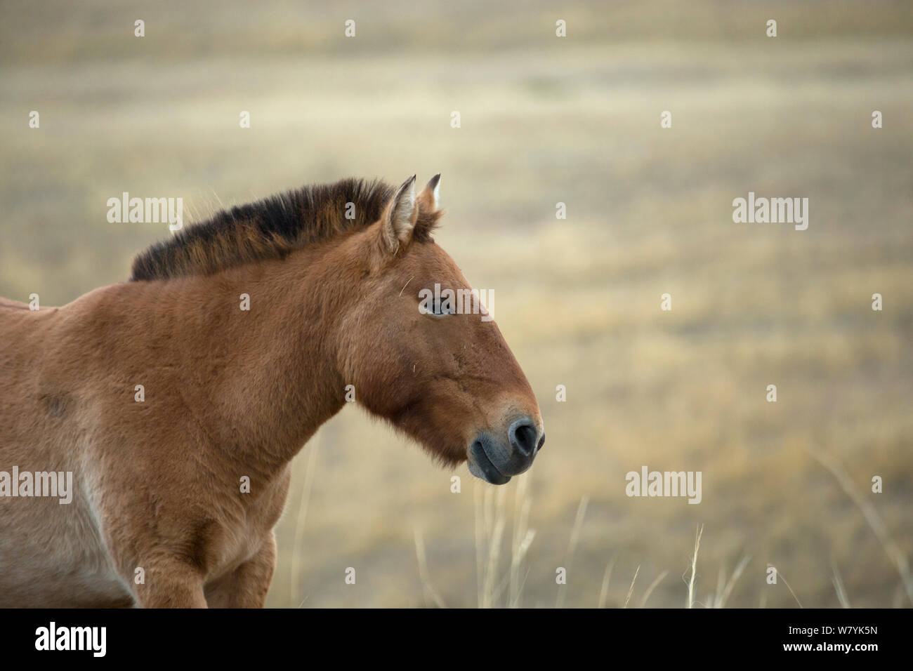 Ritratto di Przewalski selvatici / Takhi Cavallo (Equus ferus przewalskii) allevamento stallone, Hustai National Park, Tuv Provincia, Mongolia. Specie in via di estinzione. Settembre. Foto Stock