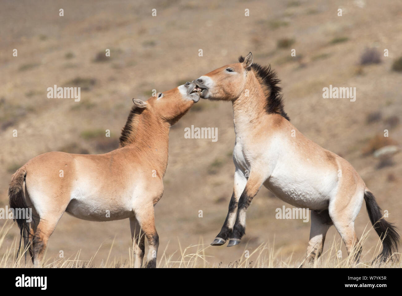 Due wild Przewalski / Takhi Cavallo (Equus ferus przewalskii) bachelor stalloni giocare combattimenti, Hustai National Park, Tuv Provincia, Mongolia. Specie in via di estinzione. Settembre. Foto Stock