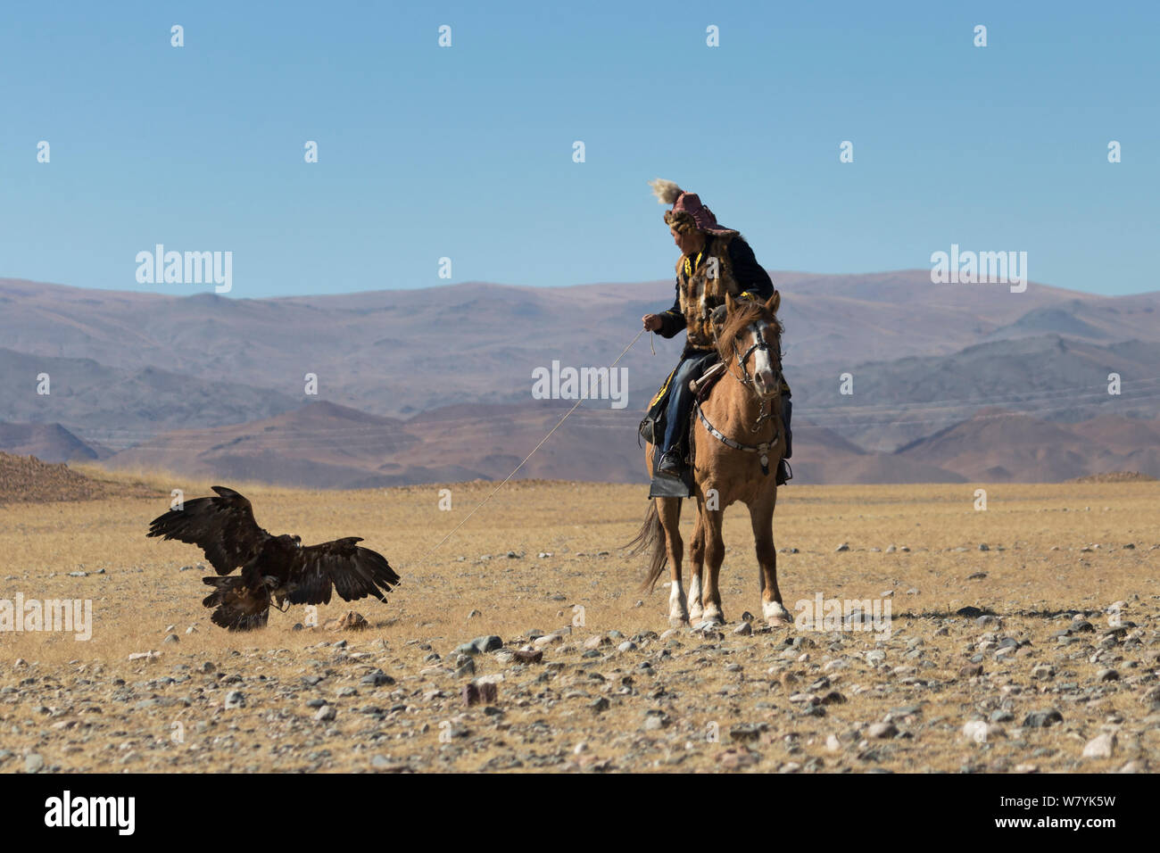 Aquila reale (Aquila chrysaetos) femmina di sbarco delle catture detenute esca dal suo proprietario, un cacciatore di Eagle, durante le competizioni di l'Aquila cacciatori Festival, vicino Sagsai, Bayan-Ulgii Aymag, Mongolia. Settembre 2014.. Foto Stock