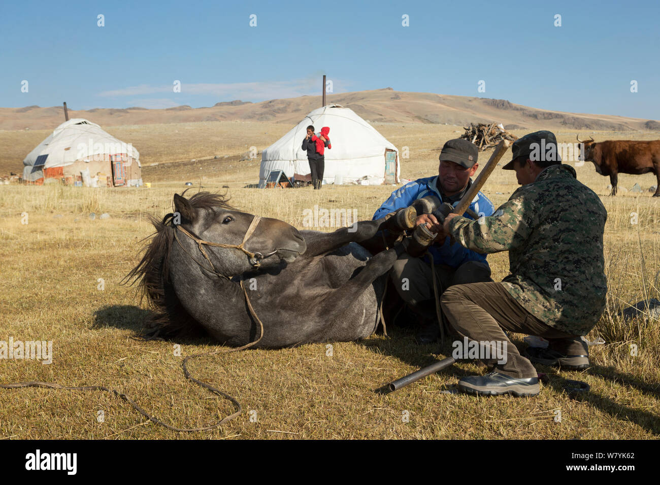 Due allevatori di cavalli ferratura cavallo mongolo lieing giù ai piedi del Dungurukh Uul mountain, vicino al confine con la Cina e il Kazakistan, Bayan-Olgiy aymag, Mongolia. Settembre 2014.. Foto Stock