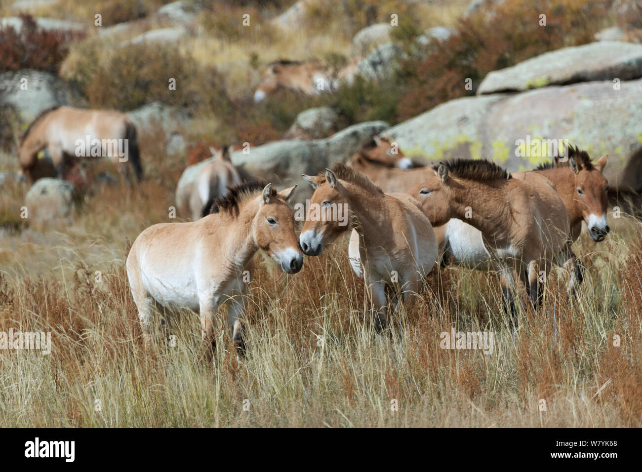 Banda di Przewalski selvatici / Takhi Cavallo (Equus ferus przewalskii) bachelor stalloni assieme, Hustai National Park, Tuv Provincia, Mongolia. Specie in via di estinzione. Settembre. Foto Stock