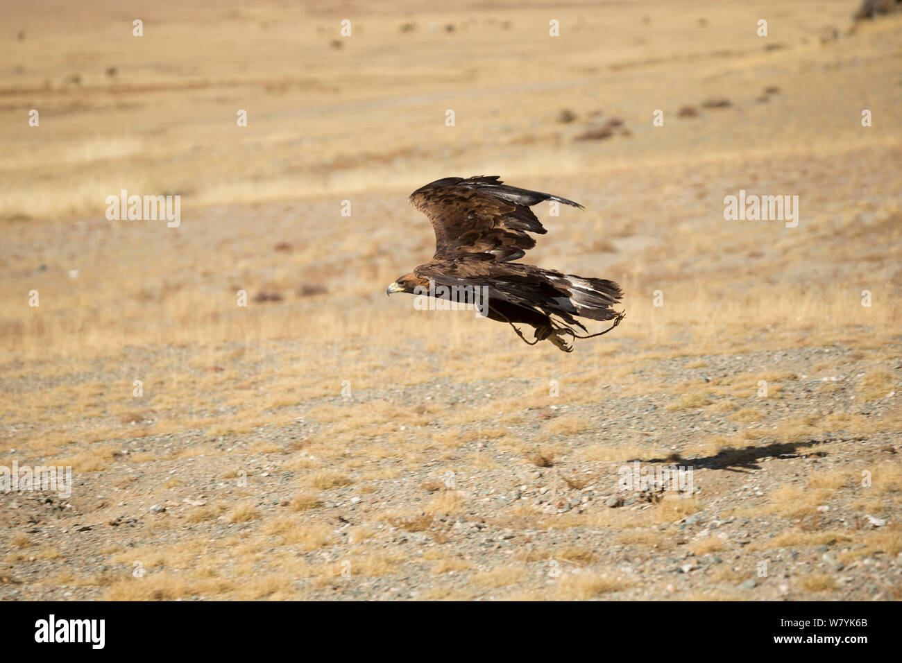 Aquila reale (Aquila chrysaetos) femmina addestrato caccia preda, vicino Sagsai, Bayan-Ulgii Aymag, Mongolia. Settembre. Foto Stock