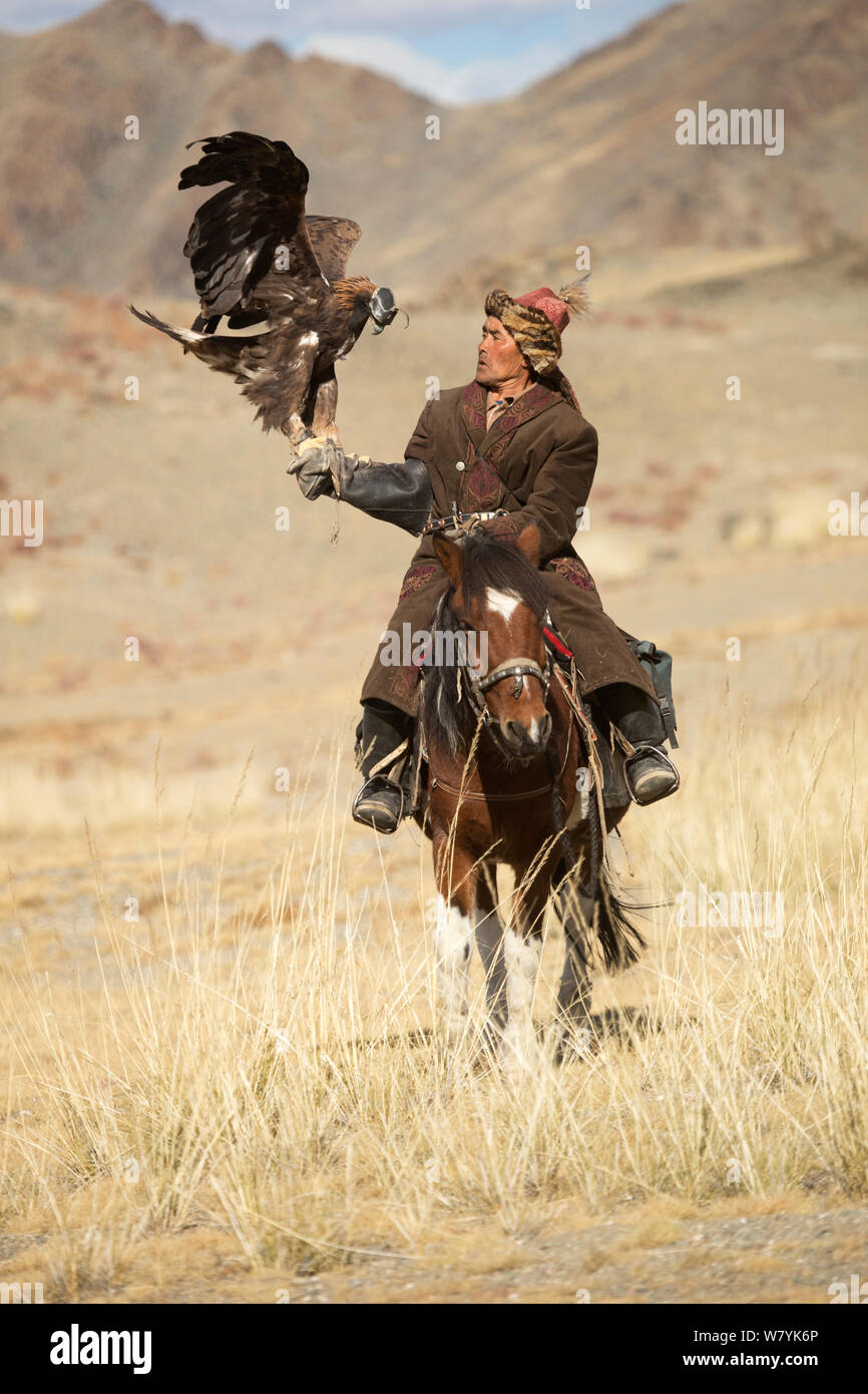 Eagle hunter montato sul cavallo mongolo con la sua con la sua femmina di aquila reale (Aquila chrysaetos) vicino Sagsai, Bayan-Ulgii Aymag, Mongolia. Settembre 2014.. Foto Stock