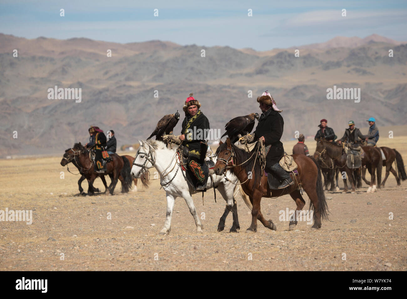 Eagle hunters montati su cavalli mongola arrivano con le loro femmine di l'aquila reale (Aquila chrysaetos) di competere a l'Aquila cacciatori Festival, vicino Sagsai, Bayan-Ulgii Aymag, Mongolia. Settembre 2014.. Foto Stock